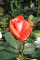 Лот: 4461163. Фото: 8. Продажа древесно-кустарниковых...