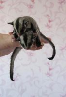 Лот: 3600182. Фото: 3. Поссумы. Растения и животные