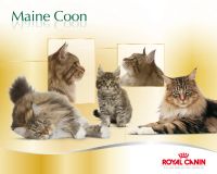 Лот: 6508251. Фото: 3. Royal Canin Maine Coon (соус... Растения и животные