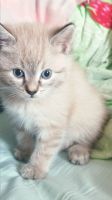 Лот: 21006808. Фото: 2. Котята домашие. Животные и уход