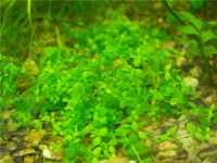 Лот: 4332464. Фото: 2. Хемиантус " куба ". Аквариумистика