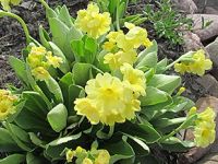 Лот: 1826914. Фото: 4. Примулы. Красноярск