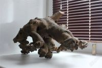 Лот: 2117306. Фото: 3. Коряга. Пентхаус рыбий!. Растения и животные