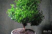 Лот: 12032879. Фото: 2. мирт. Комнатные растения и уход