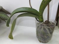 Лот: 6960964. Фото: 6. Орхидея Phal. Lightning цветёт