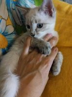 Лот: 8229848. Фото: 5. Отдам в надежные руки самых лучших...