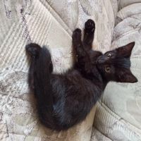 Лот: 17063820. Фото: 9. Коты домашние