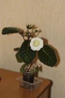 Лот: 3142283. Фото: 2. Глоксиния 19. Комнатные растения и уход