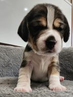 Лот: 22529277. Фото: 7. щенки бигль