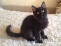 Лот: 9068899. Фото: 2. Котик 3,5 мес. Животные и уход