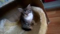 Лот: 7027407. Фото: 3. котята. Растения и животные
