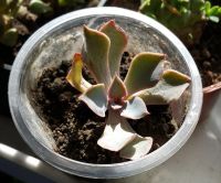 Лот: 6134704. Фото: 2. Эхеверия Echeveria-shaviana_X... Комнатные растения и уход
