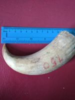 Лот: 15564498. Фото: 2. Зуб кашалота, вес 150 гр. Антиквариат