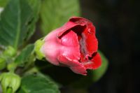 Лот: 4120135. Фото: 3. Глоксиния (цветущее растение!). Растения и животные