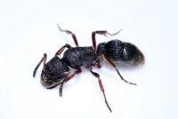 Лот: 7575577. Фото: 2. Муравей дома! Pachycondyla rufipes. Животные и уход