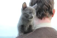 Лот: 7579025. Фото: 6. Котёнок дымчатый, мальчик 2 месяца...