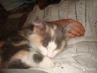 Лот: 10258170. Фото: 2. Девочка-арлекин. 3 месяца. Животные и уход