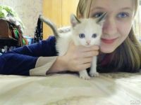 Лот: 10775182. Фото: 7. Котята