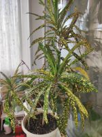 Лот: 20798264. Фото: 2. Кротон. Комнатные растения и уход