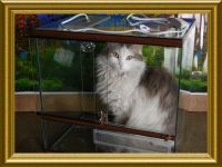 Лот: 5330191. Фото: 7. Террариум 50л со светом