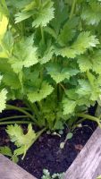 Лот: 10392604. Фото: 2. Сельдерей черешковый куст. Продукты