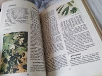 Лот: 17539835. Фото: 9. Пивоваров В.Ф. Овощи России, В...