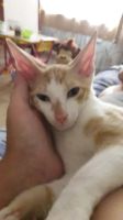Лот: 13831071. Фото: 7. Котенок канадского и донского...