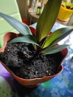 Лот: 25548498. Фото: 3. Традесканция рэо. Растения и животные