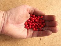 Лот: 5296594. Фото: 3. Перец дикий Chacoense Pepper... Для дачи, дома, огорода, бани, парка