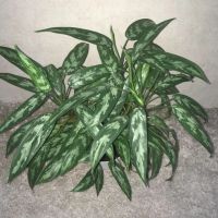 Лот: 16601224. Фото: 4. Аглаонема «Treubii». Красноярск