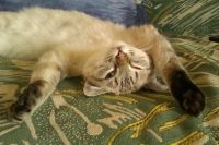 Лот: 3916138. Фото: 5. Подарю красивых котят)
