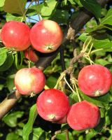 Лот: 5954944. Фото: 2. ранет крупный сибирские яблочки... Продукты