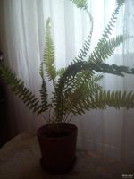 Лот: 13599633. Фото: 5. Растение