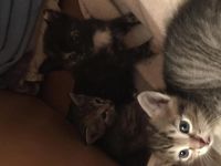 Лот: 2155643. Фото: 4. Очаровательные котята, подарите... Красноярск