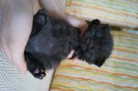 Лот: 3766365. Фото: 3. Британские котятки-медвежатки... Растения и животные