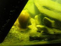 Лот: 4084727. Фото: 3. Ампулярии собственного разведения... Растения и животные