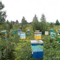 Лот: 18343906. Фото: 11. Ароматный мёд в подарок с ложечкой...
