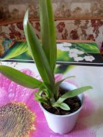 Лот: 5736104. Фото: 5. Орхидея Камбрия