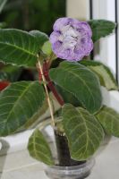 Лот: 2994160. Фото: 4. Глоксиния 18 (цветущая). Красноярск