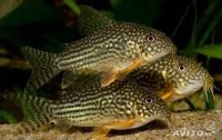 Лот: 4302747. Фото: 2. Коридорас Штерба (Corydoras sterbai... Аквариумистика