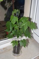 Лот: 4127958. Фото: 4. Абутилон Селло (комнатный клен... Красноярск