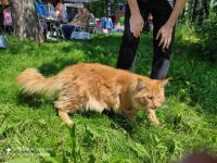 Лот: 25052254. Фото: 2. Котята Мейн-кунов. Животные и уход