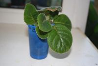 Лот: 4472808. Фото: 3. Глоксиния ситец красный махровый... Растения и животные