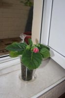 Лот: 4213340. Фото: 2. Глоксиния красная 3 (всё растение... Комнатные растения и уход