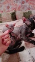 Лот: 6640098. Фото: 3. Очаровательная лысая девочка!. Растения и животные