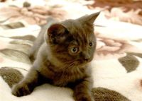 Лот: 1961585. Фото: 2. Шотландская шоколадная красавица... Животные и уход