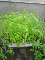 Лот: 9651813. Фото: 4. Помидоры рассада. Красноярск