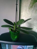 Лот: 10042478. Фото: 2. Орхидея фаленопсис, отцвела. Комнатные растения и уход