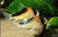 Лот: 17791163. Фото: 4. Сомик Коридорас Адольфа (Corydoras... Красноярск