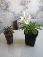 Лот: 13869904. Фото: 3. Калибрахоа Superbells Cherry star... Для дачи, дома, огорода, бани, парка